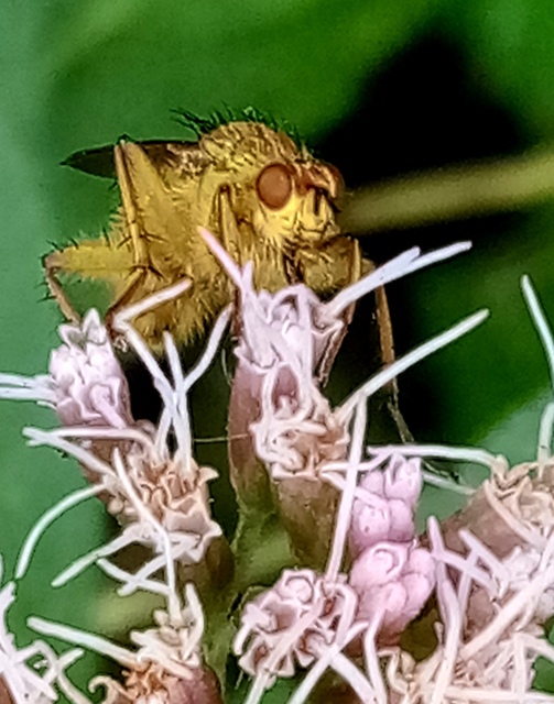 Scathophaga stercoraria - közönséges trágyalégy