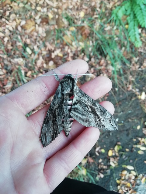 Agrius convolvuli - szulákszender