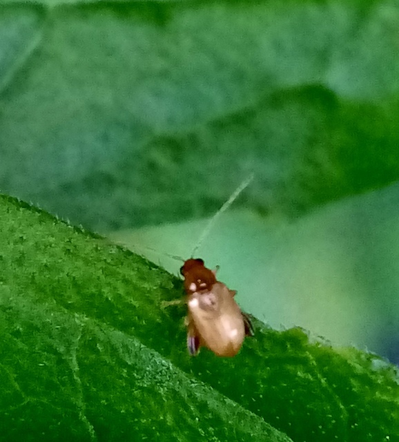 Longitarsus