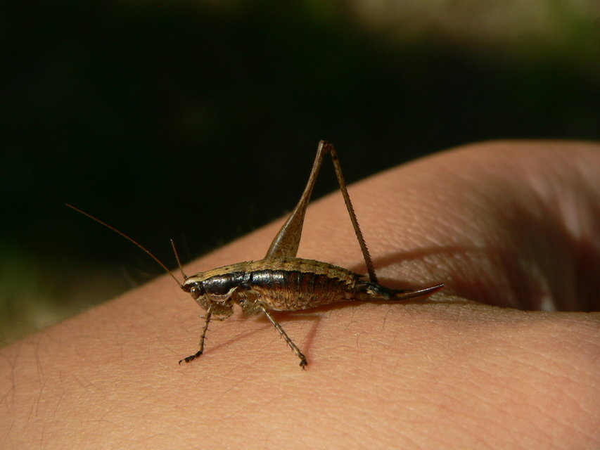 Yersinella raymondi