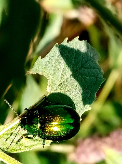 Chrysolina herbacea - zöld mentalevelész