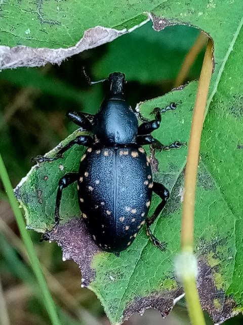 Liparus glabrirostris - közönséges acsalapuormányos