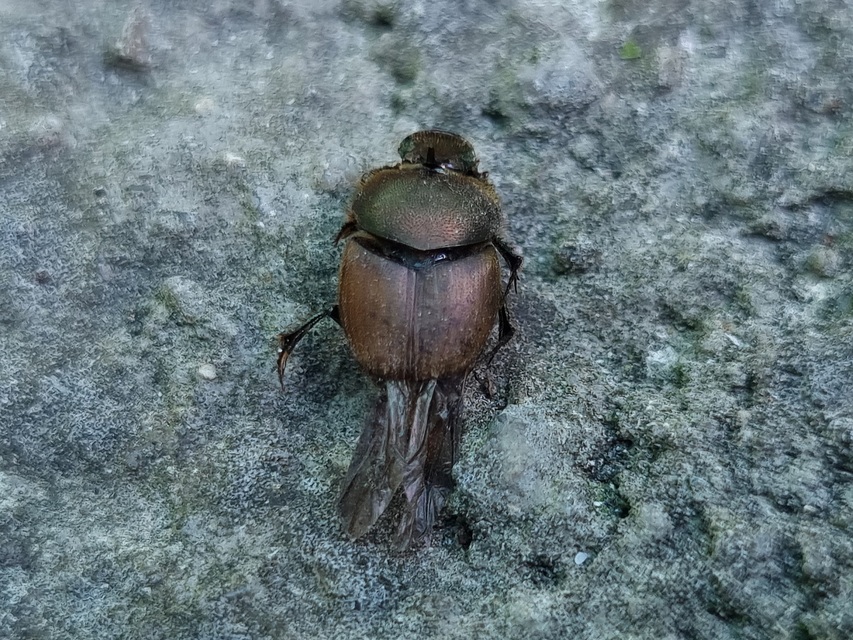 Onthophagus coenobita - rezes trágyatúró