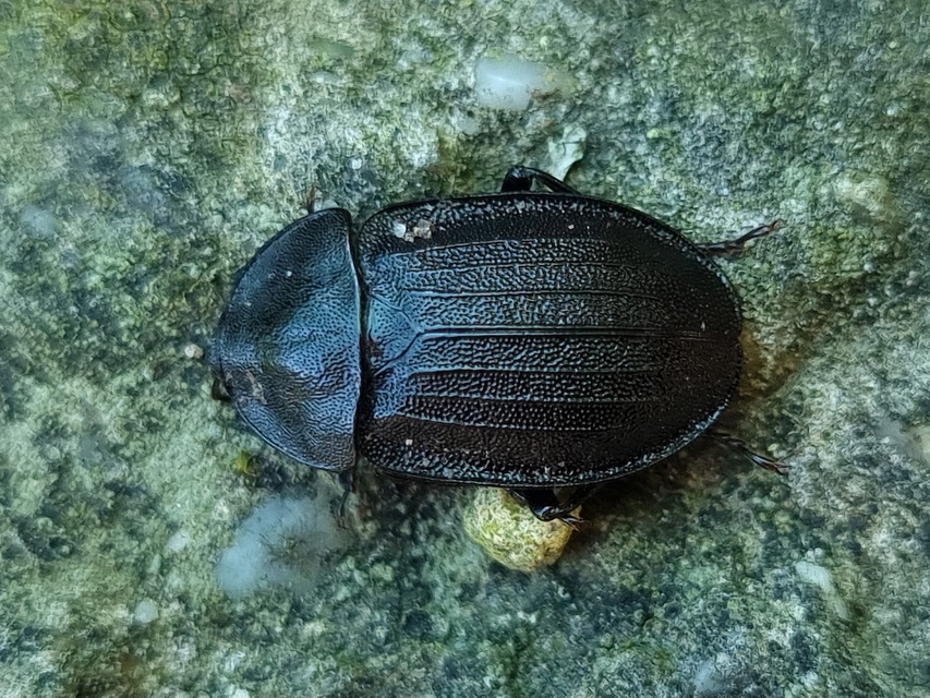 Phosphuga atrata - bordás csigarabló