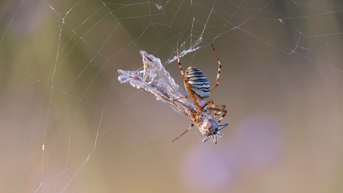 Argiope bruennichi - darázspók