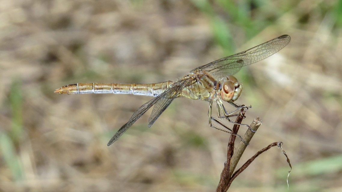 Sympetrum meridionale - fakó katona-szitakötő