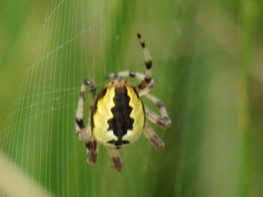 Araneus marmoreus - márványos keresztespók