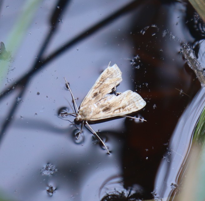 Cataclysta lemnata - békalencsemoly