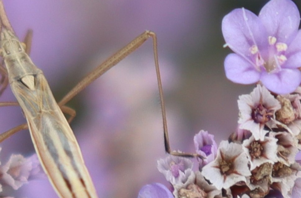 Chorosoma schillingii - karcsú botpoloska