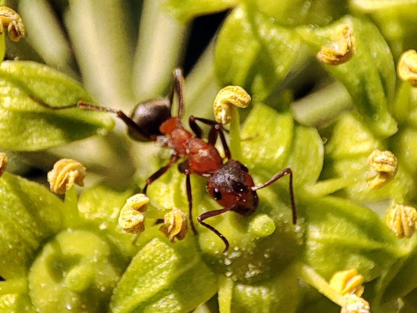 Formica sanguinea - vérvörös rablóhangya