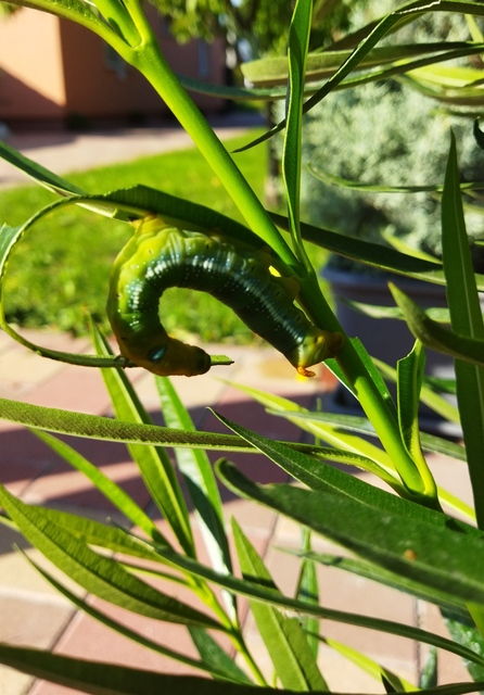 Daphnis nerii - oleanderszender