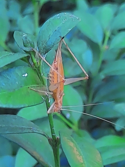 Oecanthus pellucens - pirregőtücsök