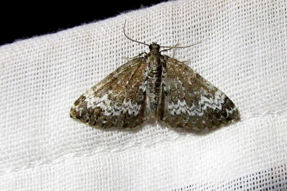 Perizoma alchemillata - árvacsalán-araszoló
