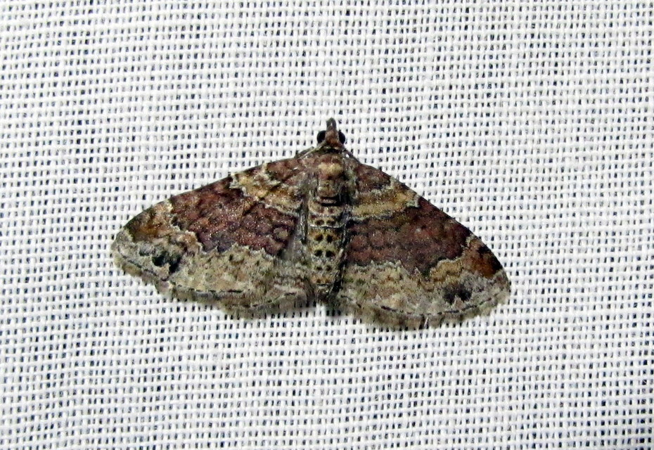 Xanthorhoe spadicearia - sávos tarkaaraszoló