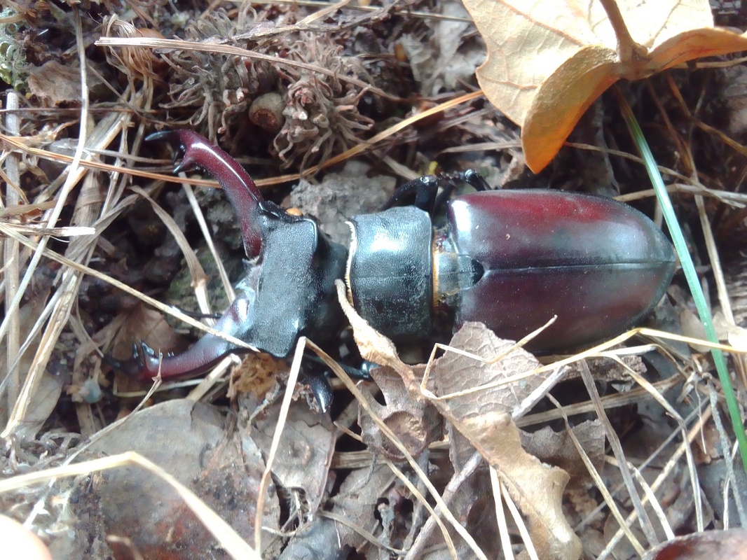 Lucanus cervus - nagy szarvasbogár