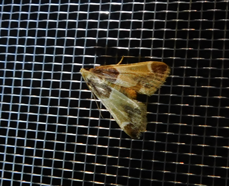 Pyralis farinalis - lisztilonca