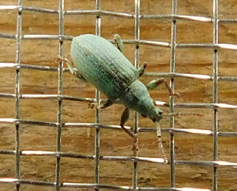 Phyllobius virideaeris - halványzöld levélormányos