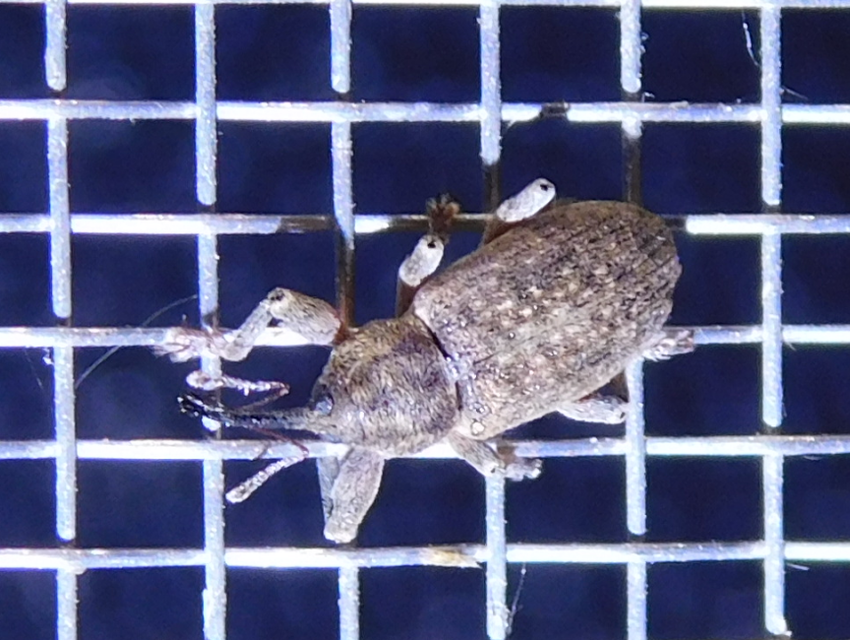 Dorytomus tremulae - rezgőnyár-hangormányos