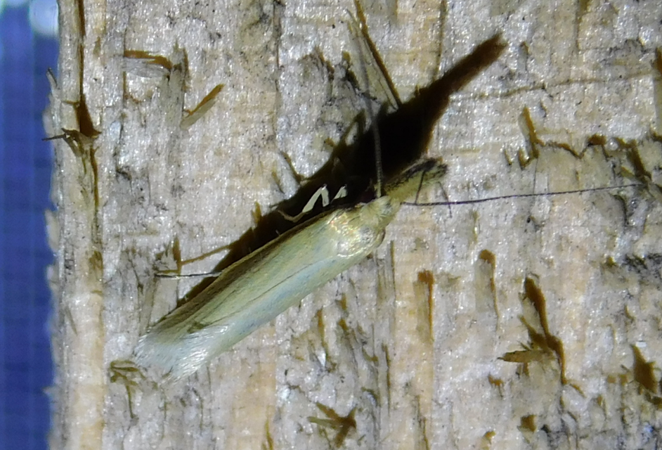 Pleurota