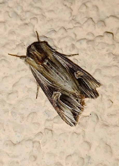 Actinotia polyodon - nagy sugarasbagoly