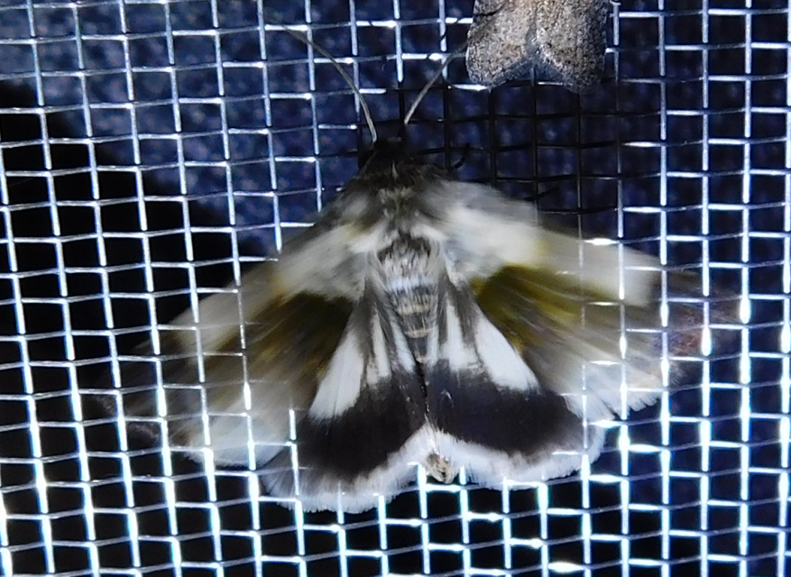 Acontia lucida - fehér nappalibagoly
