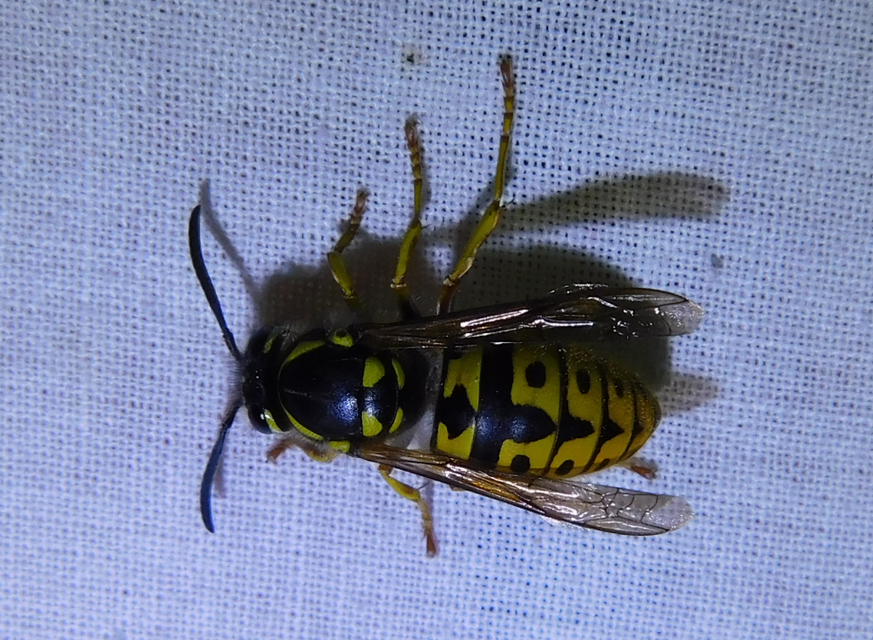 Vespula germanica - német darázs