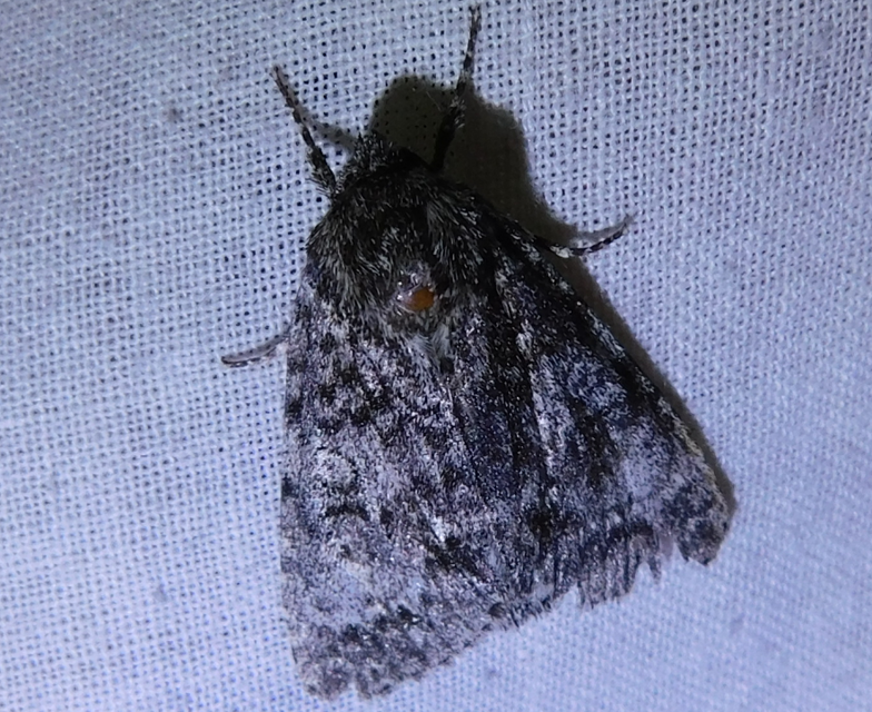 Acronicta megacephala - nagyfejű szigonyosbagoly