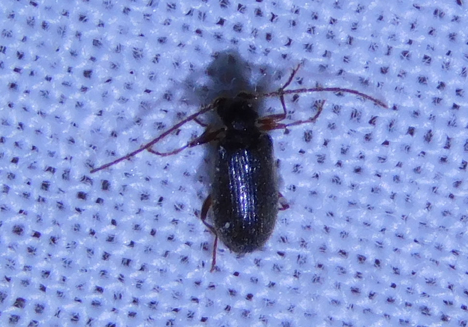 Ptinus calcaratus - krétaszőrű tolvajbogár