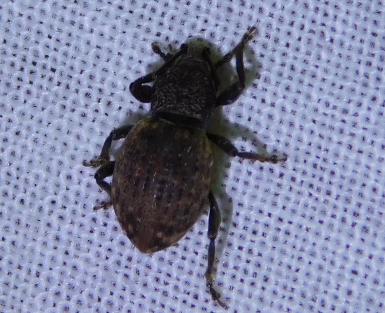 Otiorhynchus raucus - molyhos gyalogormányos