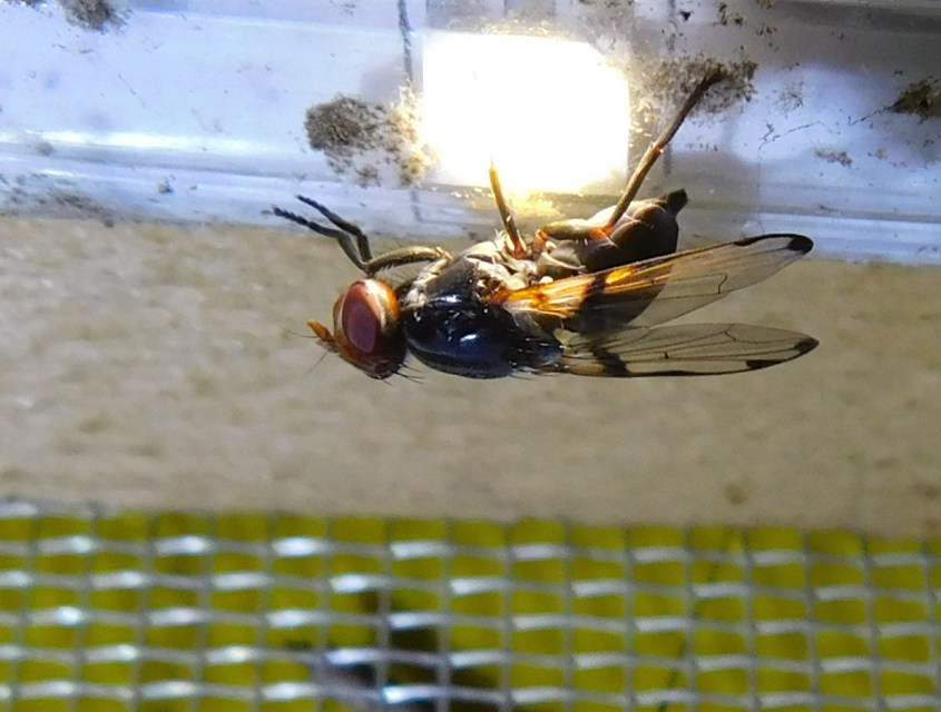 Otitinae