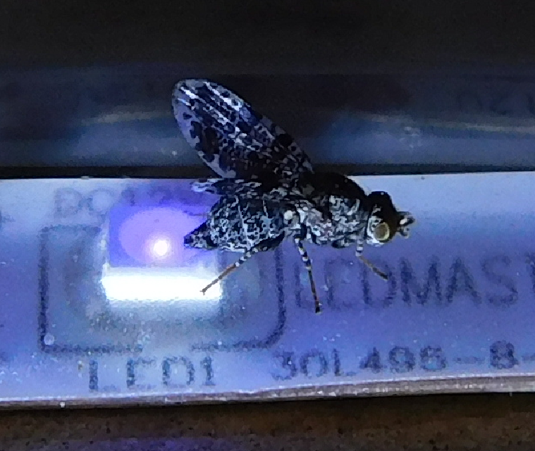 Callopistromyia annulipes - pávalégy