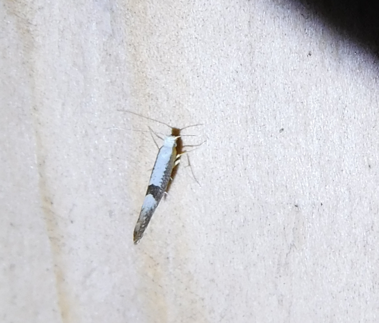 Argyresthia
