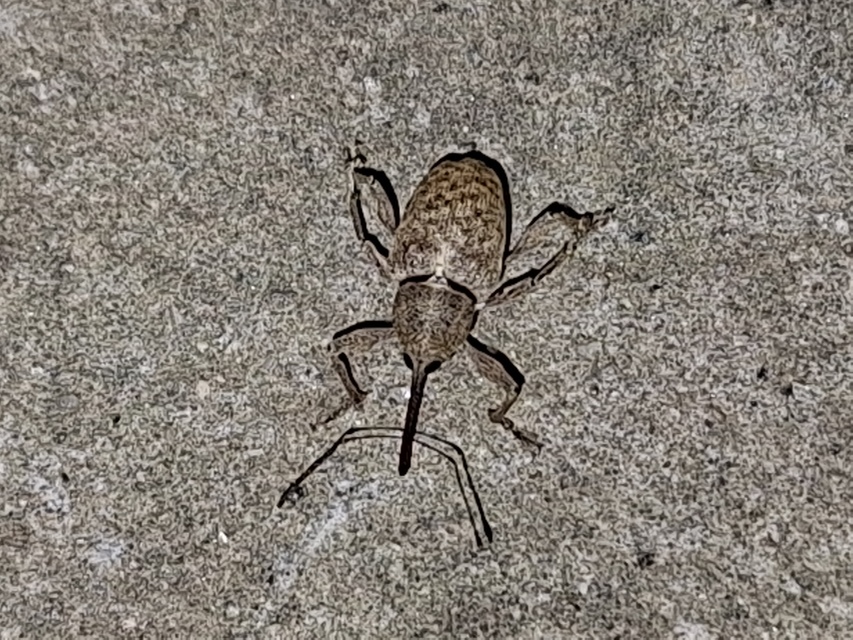 Curculio elephas - gesztenyezsuzsóka