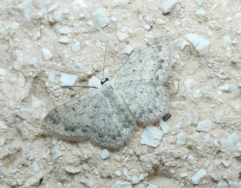 Scopula marginepunctata - pettyes sávosaraszoló