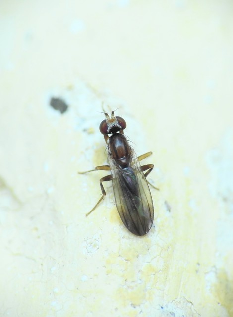 Diptera - Kétszárnyúak