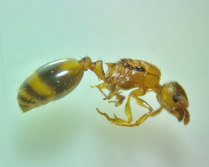 Temnothorax crassispinus - gubacslakó kéreghangya