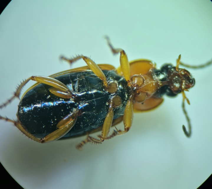 Stenolophus teutonus - nagyfoltos turzásfutó