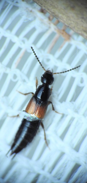 Philonthus quisquiliarius - zöldfényű ganajholyva