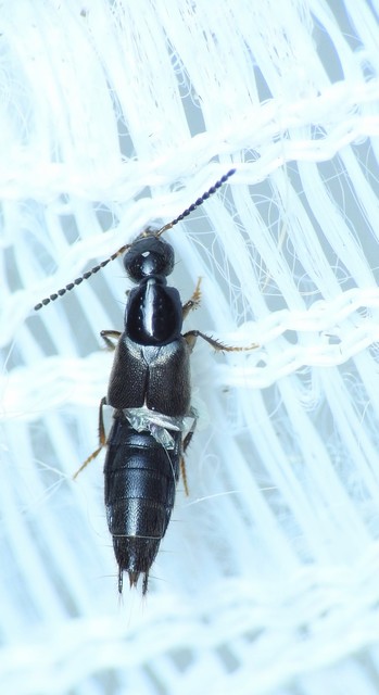 Philonthus quisquiliarius - zöldfényű ganajholyva