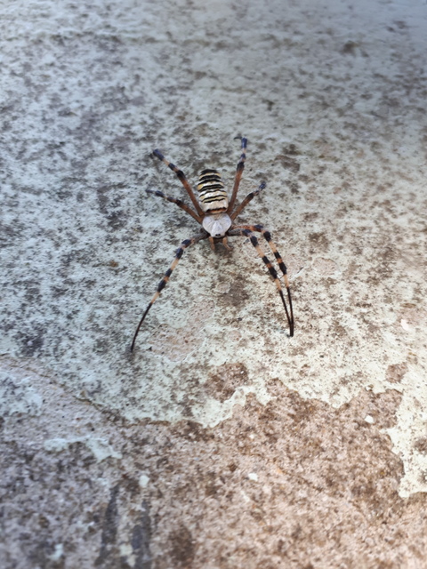 Argiope bruennichi - darázspók