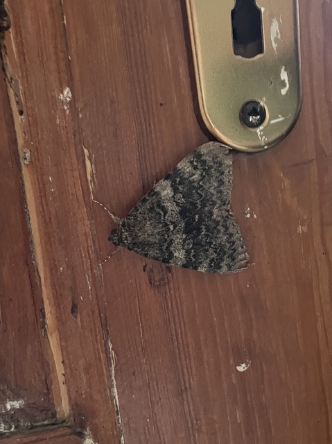 Catocala elocata - közönséges övesbagoly