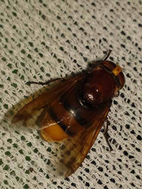 Volucella zonaria - kétöves pihelégy Volucella zonaria - kétöves pihelégy