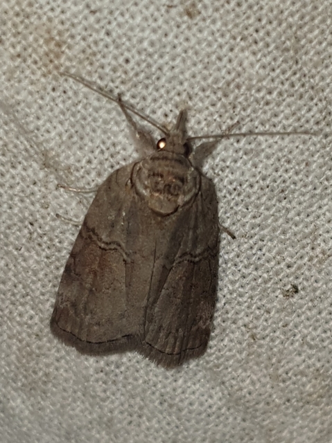 Nycteola asiatica - nyárfa-trapézbagoly
