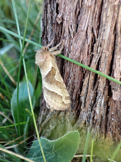 Triodia sylvina - kis gyökérrágólepke