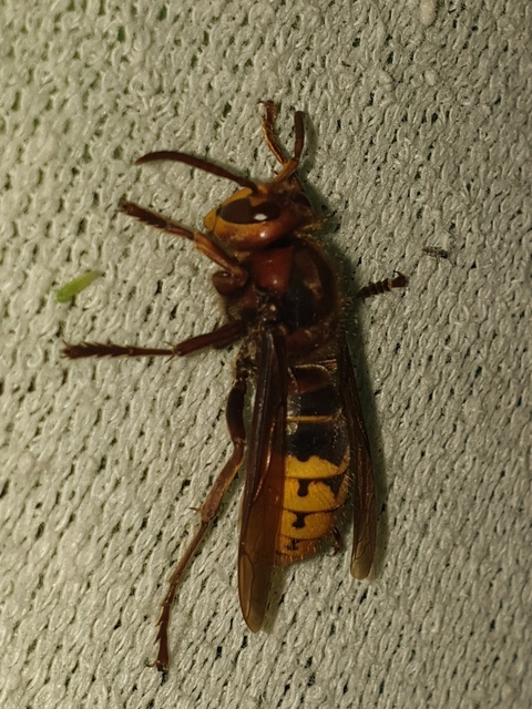 Vespa crabro - lódarázs