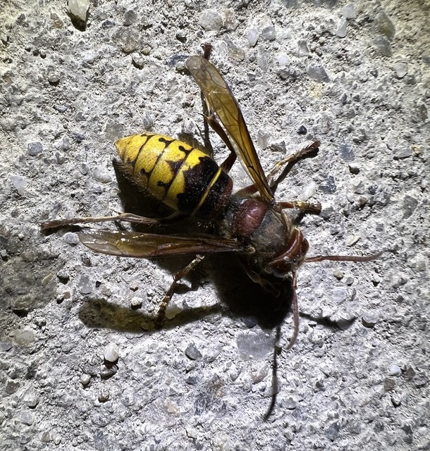 Vespa crabro - lódarázs