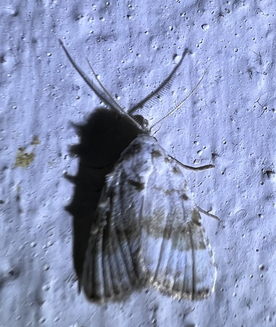 Meganola albula - fehér pamacsosszövő