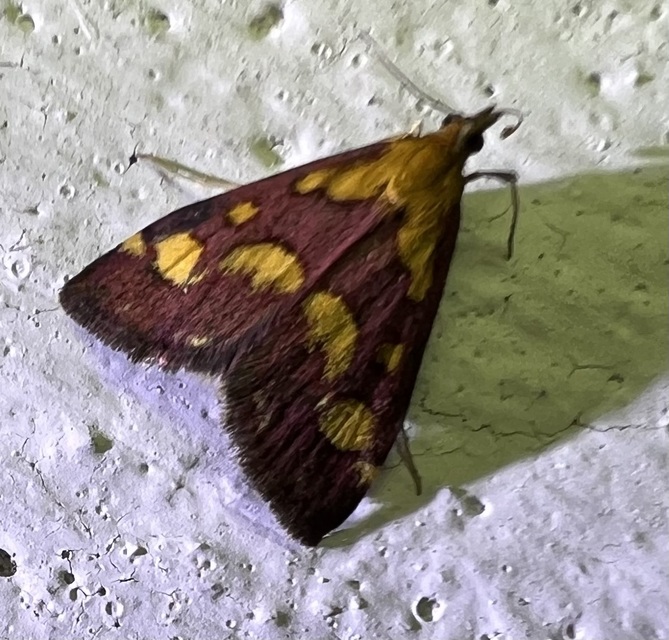Pyrausta purpuralis - közönséges bíbormoly
