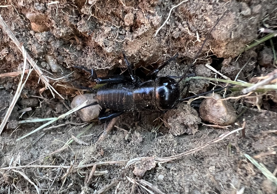 Gryllus campestris - mezei tücsök