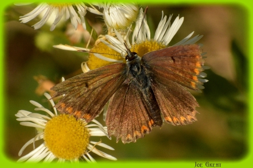 Aricia agestis - szerecsenboglárka